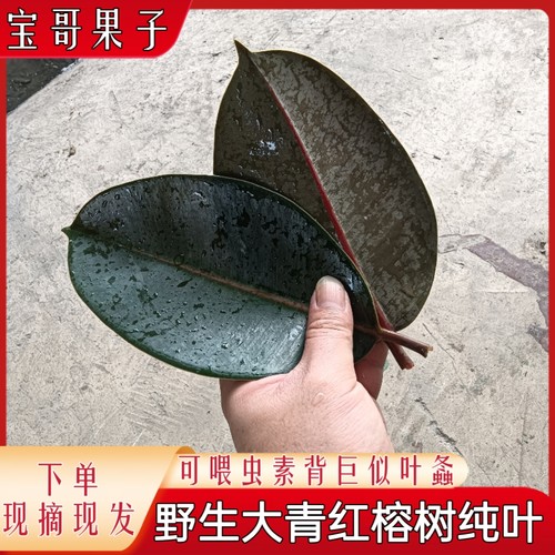 【现货】新鲜采摘喂虫大青红榕树叶巨拟叶螽食用大叶榕下单采摘