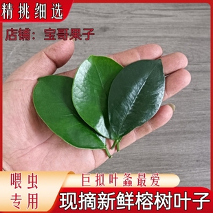 【现货】福建新鲜采摘喂虫榕树叶巨拟叶螽食用小叶榕下单采摘