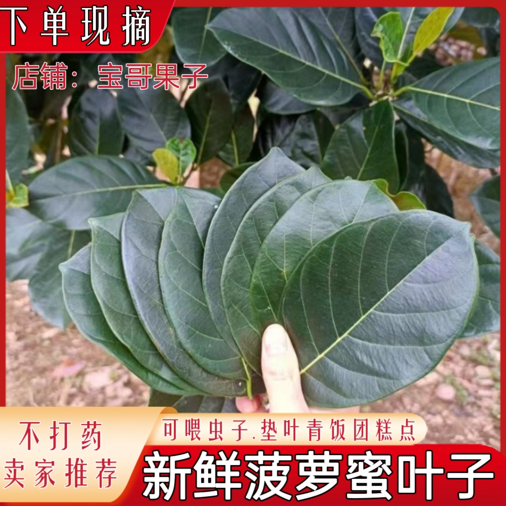 菠萝蜜树叶 喂虫 可垫叶 包南瓜饼糍粑艾饼年糕包子饺子做粿 包邮