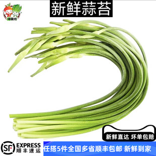 新鲜蒜苔500g新鲜蔬菜现摘农家菜家常菜