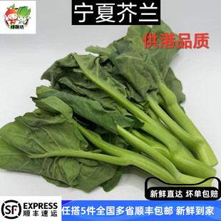 芥兰新鲜蔬菜中花芥兰小芥兰宁夏供港品质保证芥兰苗食用粤菜食材