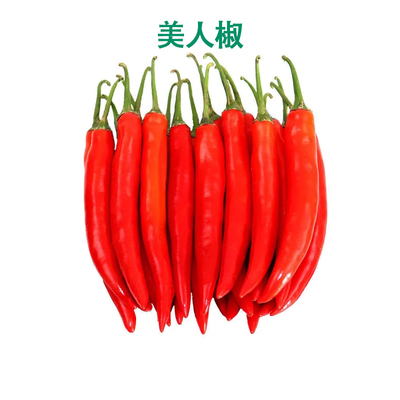 农家现摘美人椒红辣椒