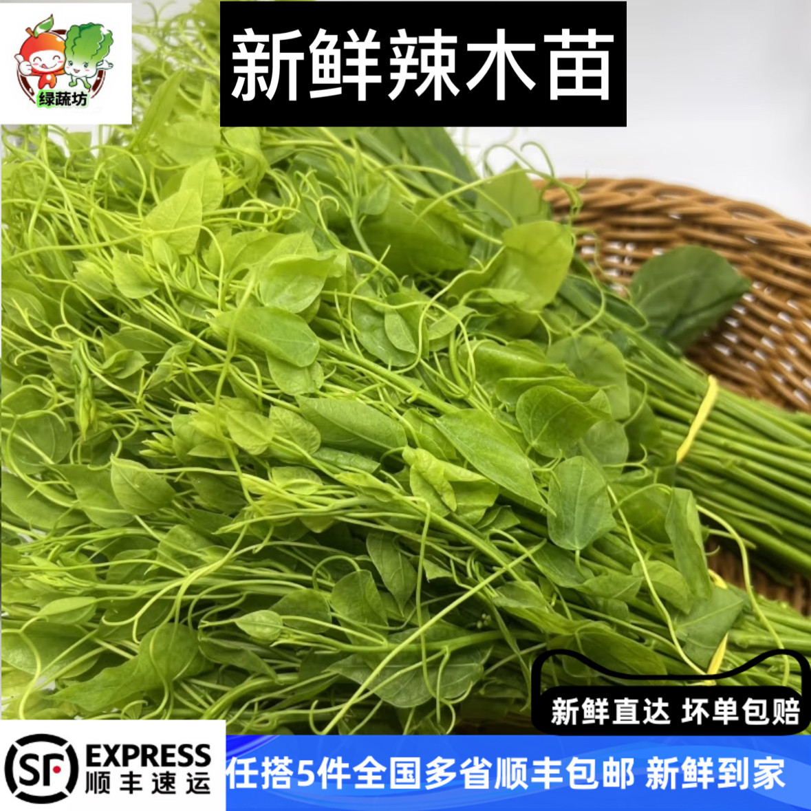 辣木苗500克新鲜蔬菜姑娘菜酒店特菜野菜赤苍藤龙须菜基地直供