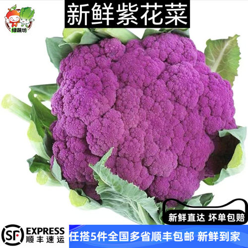 新鲜紫色花菜1500g以上大颗现摘松花菜紫花椰菜紫菜花时令农家菜