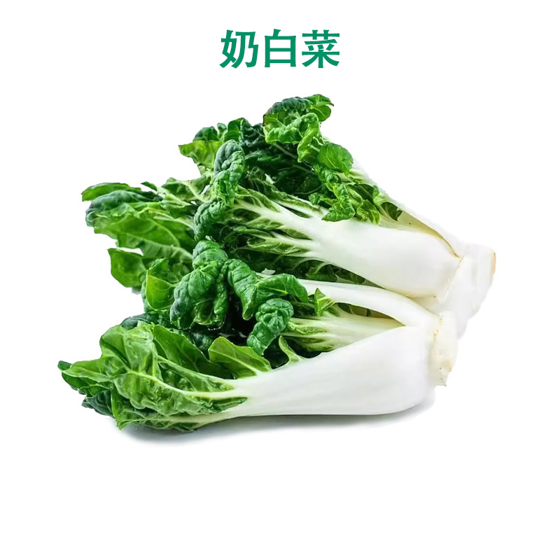 奶白菜新鲜宁夏矮脚奶白菜牛奶白菜奶油白菜青菜当季蔬菜农家自种