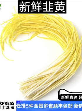 新鲜韭黄 低温偏绿 正宗时令蔬菜现摘现发 嫩黄清香 多省5件包邮