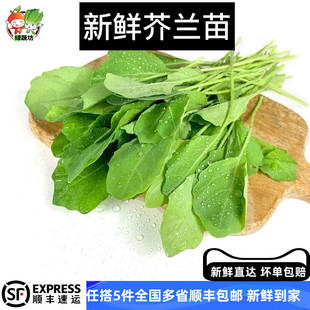 新鲜芥兰苗绿叶蔬菜清炒凉拌生腌芥蓝苗火锅配菜农家当季时令蔬菜