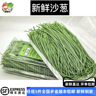 盒 沙葱新鲜甘肃民勤特产沙葱新鲜蔬菜500g 绿蔬坊