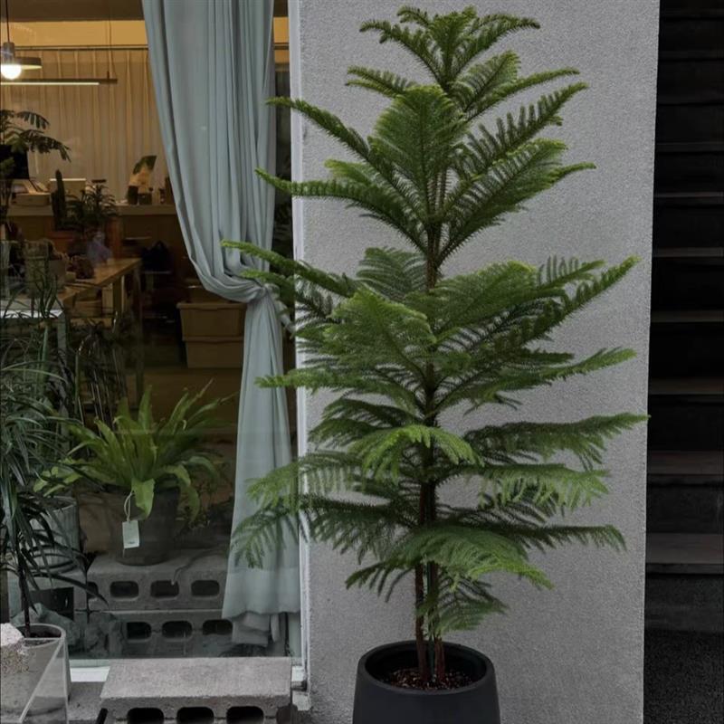 圣诞树盆栽南洋杉圆柏龙柏树大型室内客厅庭院松柏真植物节日绿植