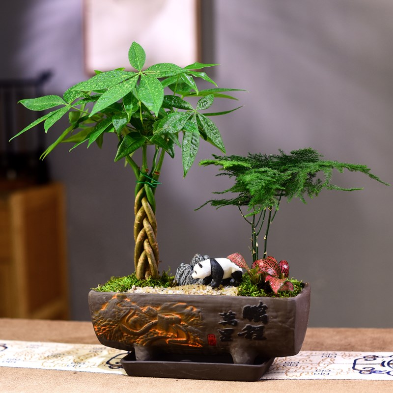 文竹盆栽富贵竹室内绿植发财树组合好养微景观中式桌面植物礼品