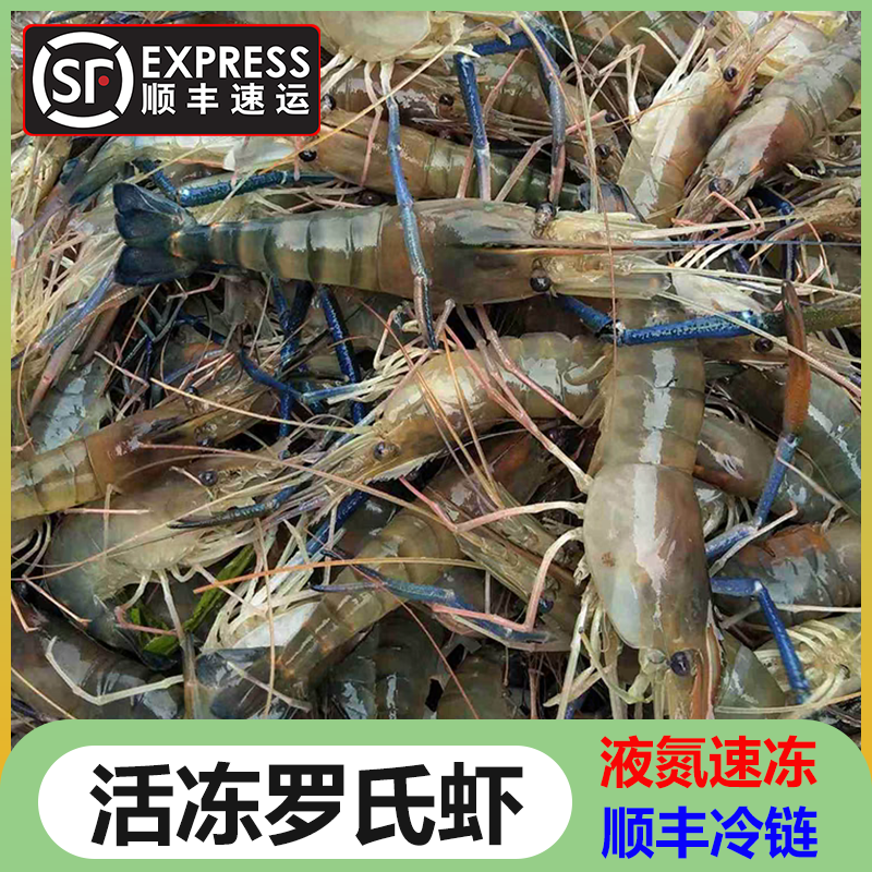 生冻罗氏沼虾活虾液氮速冻淡水大虾大头河虾泰国虾金钱虾无泡药