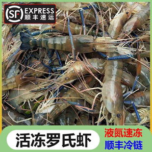 生冻罗氏沼虾活虾液氮速冻淡水大虾大头河虾泰国虾金钱虾无泡药