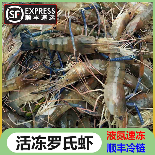 生冻罗氏沼虾活虾液氮速冻淡水大虾大头河虾泰国虾金钱虾无泡药