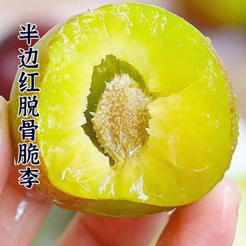 自家果园现摘现发