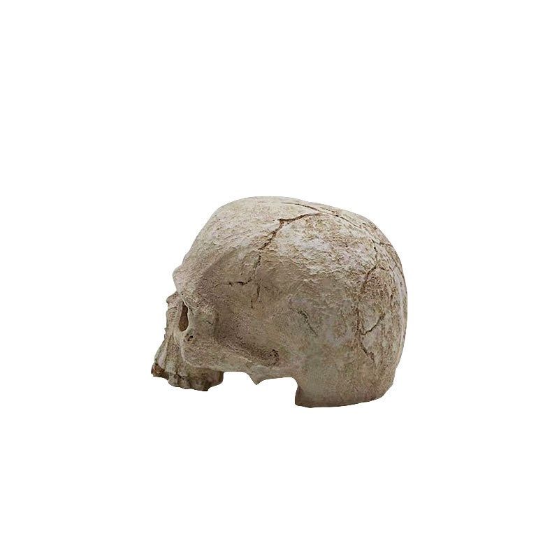 爬宠骷髅b头骨蜘蛛躲避洞窝蜥蜴宠物蛇守宫爬虫箱水族造景装饰用,宠物/宠物食品及用品,爬宠躲避/造景,淘宝优惠券,粉丝福利购,淘宝优惠卷