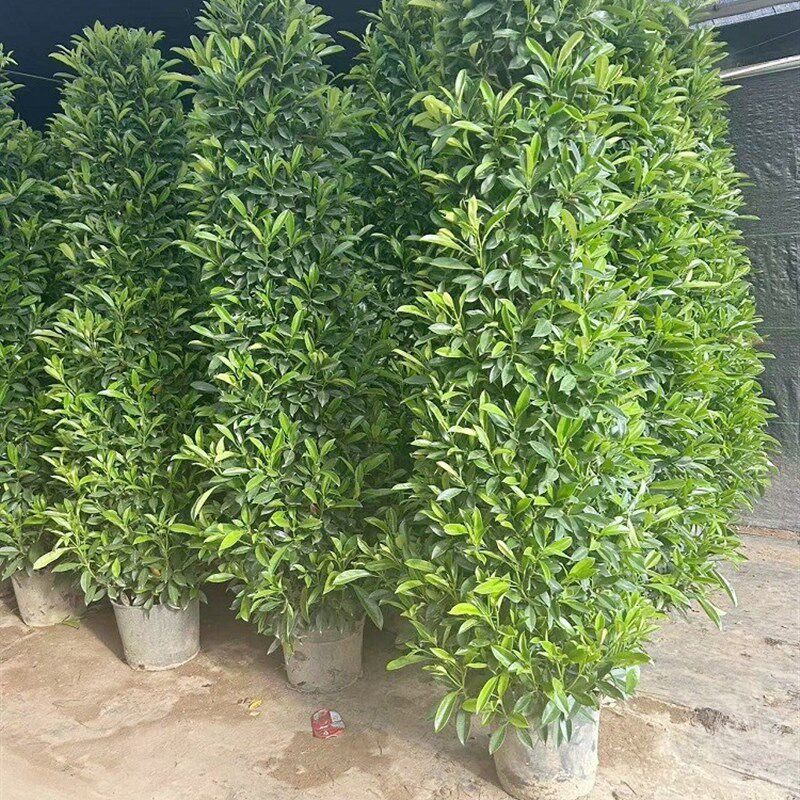非洲茉莉树苗别墅庭院围墙植物室外大型盆栽绿植R盆景四季常青灰