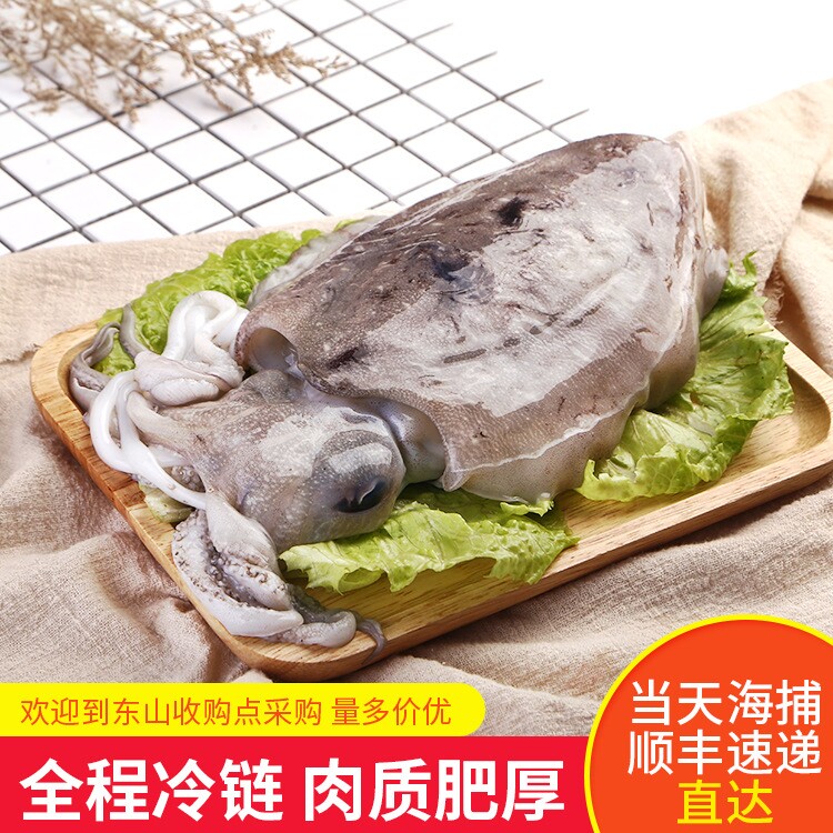 于小二墨鱼乌贼烧烤食材3斤左右精选新鲜海鲜烤肉必备美味享受