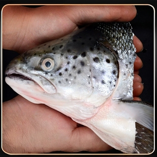 于小二三文鱼鱼头法罗群岛冰鲜三文鱼头新鲜三文鱼肉商用定制代工