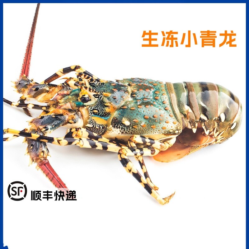 于小二活冻小青龙龙虾鲜活大龙虾澳洲龙虾餐饮食材原料生鲜冷冻大