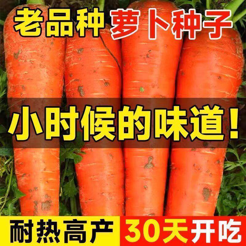 胡萝卜种老品种阳台盆栽甜脆小萝卜四季水果蔬菜籽早熟高产种孑
