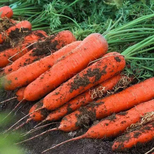 胡萝卜种红罗水果萝卜夏季胡萝卜种孑种籽蔬菜萝卜种大全