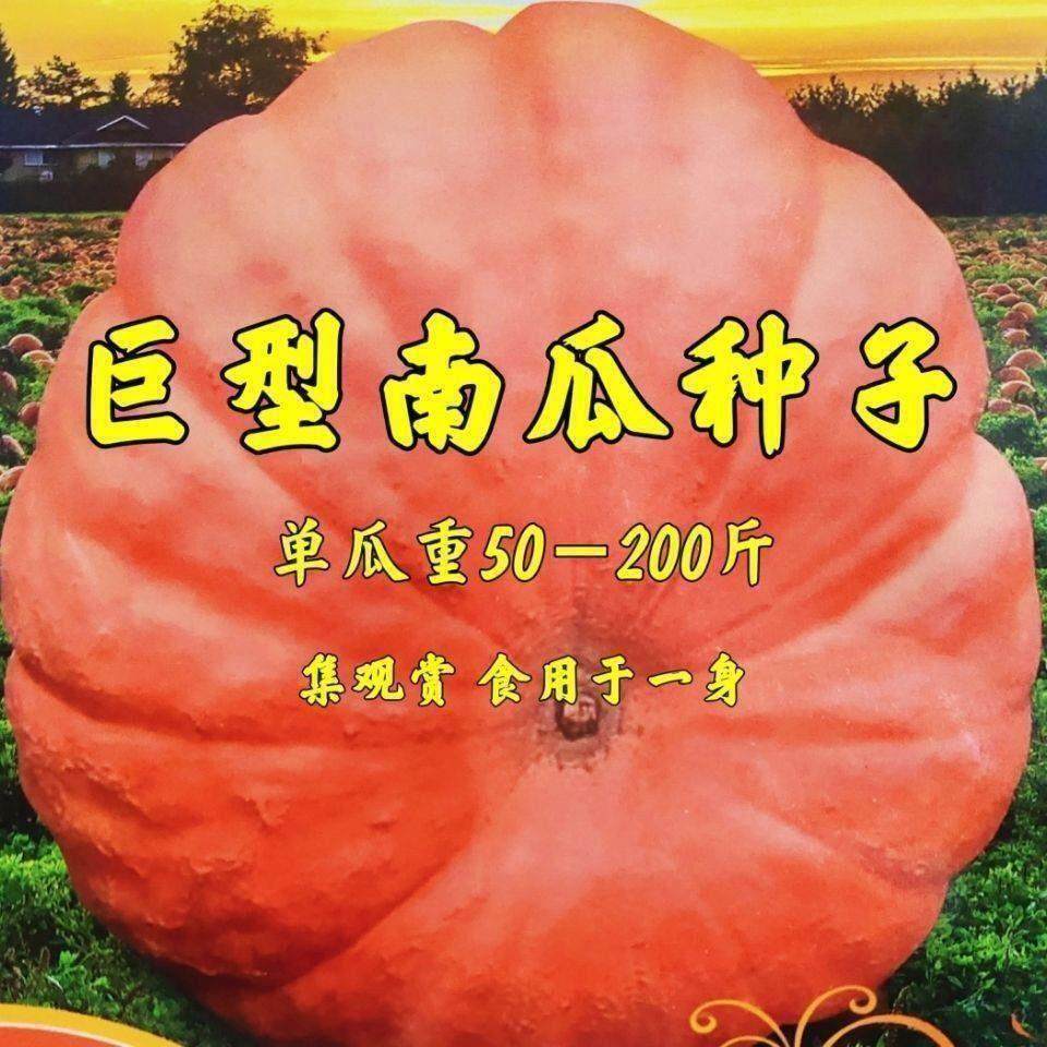 磨盘大南瓜种子巨型特甜超面大南瓜种籽高产味甜面高产南瓜蔬菜种