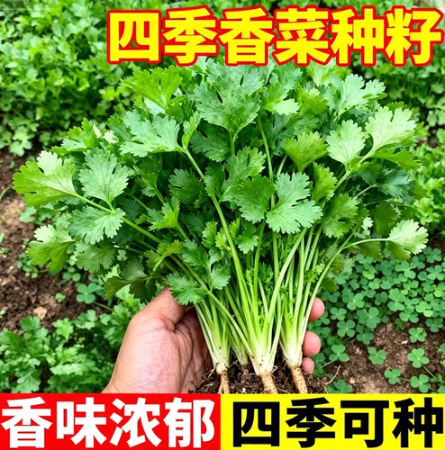 香菜种子大叶香菜籽耐热四季播种阳台室内盆栽种籽蔬菜种子