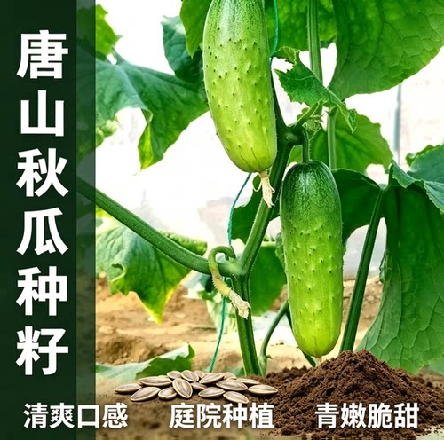 唐山秋瓜秋黄瓜水果黄瓜阳台盆栽春季秋季蔬菜