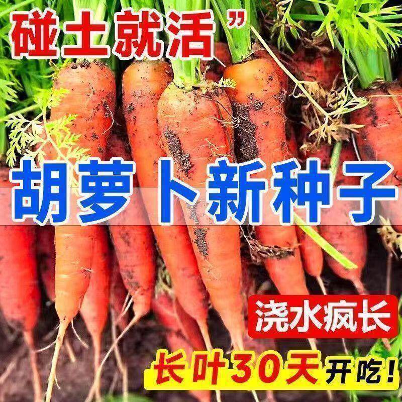 胡萝卜种红罗水果萝卜夏季耐热胡萝卜种孑种籽蔬菜萝卜种大全