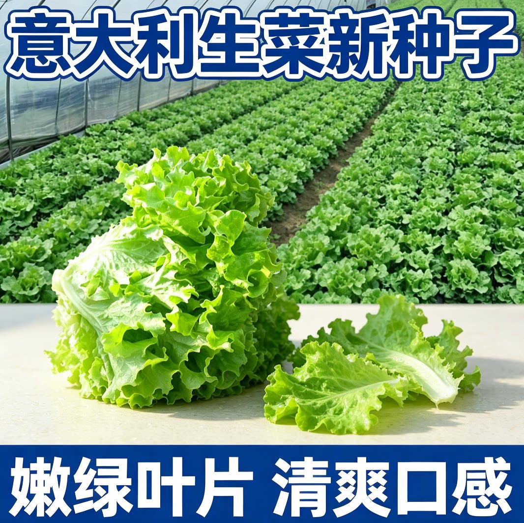 意大利生菜种籽脆嫩沙拉菜叶菜籽家庭菜园露地播种阳台盆栽菜种源