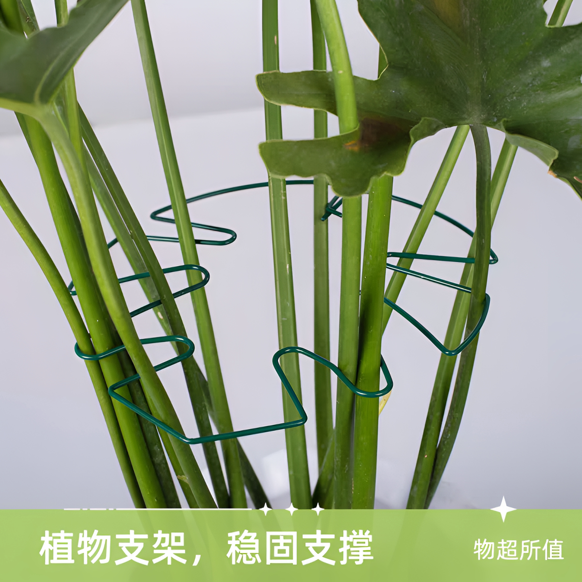 龟背竹支撑杆天堂鸟防倒伏固定器图片