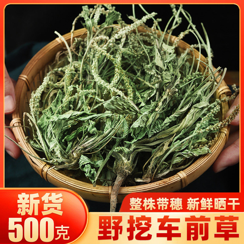 车前草的功效与作用车轮草泡水喝袋泡茶车前子野生干车钱草中草药
