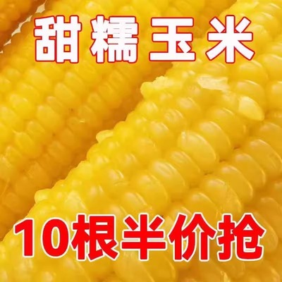东北黄糯玉米香甜黏糯粘新鲜