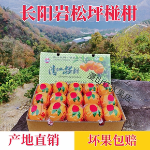 湖北桔子长阳清江椪柑橘子岩松坪碰柑当季芦柑蜜橘新鲜水果礼盒