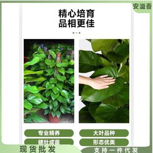 大叶绿萝柱盆栽客厅大型绿植办公室内除甲醛净化空气四季 好养绿箩