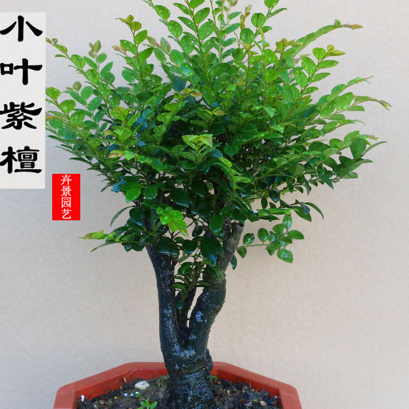 小叶紫檀盆景树桩盆栽花卉植物室内桌面客厅绿植老桩吸甲醛防辐射