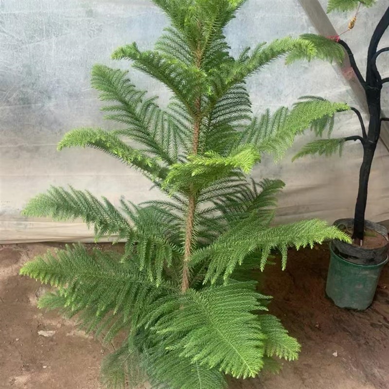 南洋杉树苗 圣诞树盆景盆栽四季常青绿植南洋松苗吸甲醛植物好养