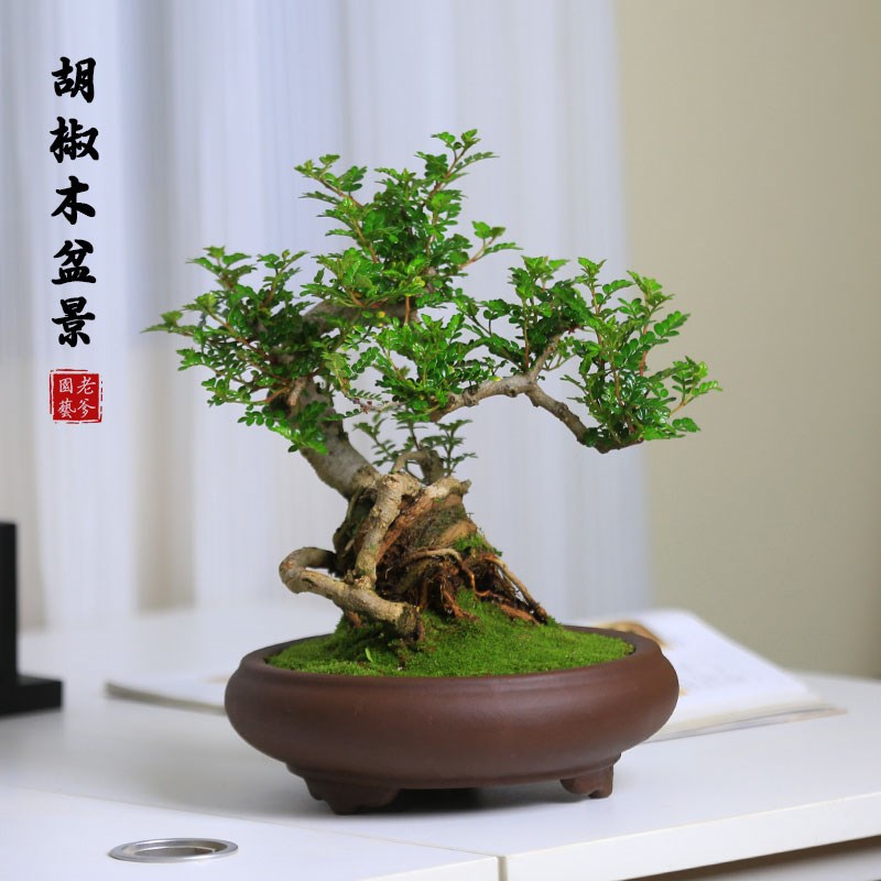 胡椒木盆景清香木老桩盆栽室内植物办公室桌面好养造型客厅绿植