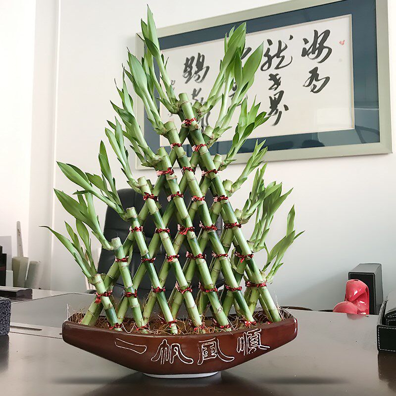 送礼富贵竹塔四季好养水培植物花卉金字塔型室内水养客厅招财盆栽