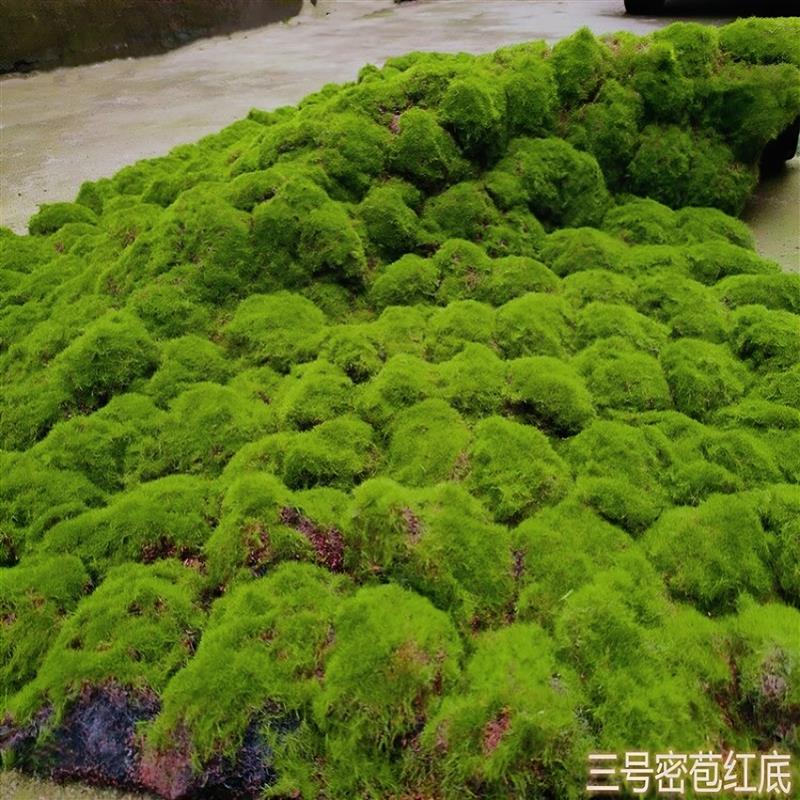 草皮草坪仿真青苔地毯苔藓商场墙贴花墙植物墙盆景盆栽假苔藓橱窗