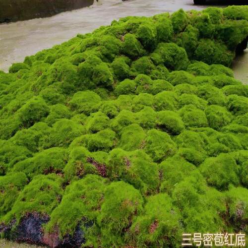 草皮草坪仿真青苔地毯苔藓商场墙贴花墙植物墙盆景盆栽假苔藓橱窗