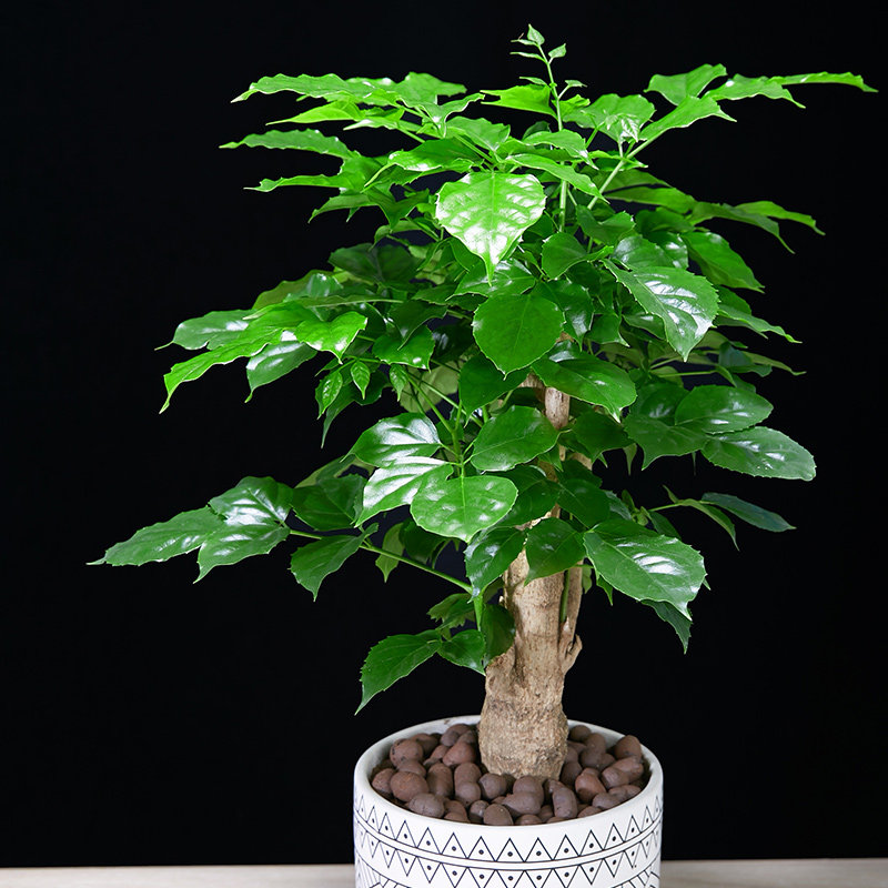 绿宝幸福树盆栽平安发财树植物客厅室内四季常绿桌面绿植花卉盆景