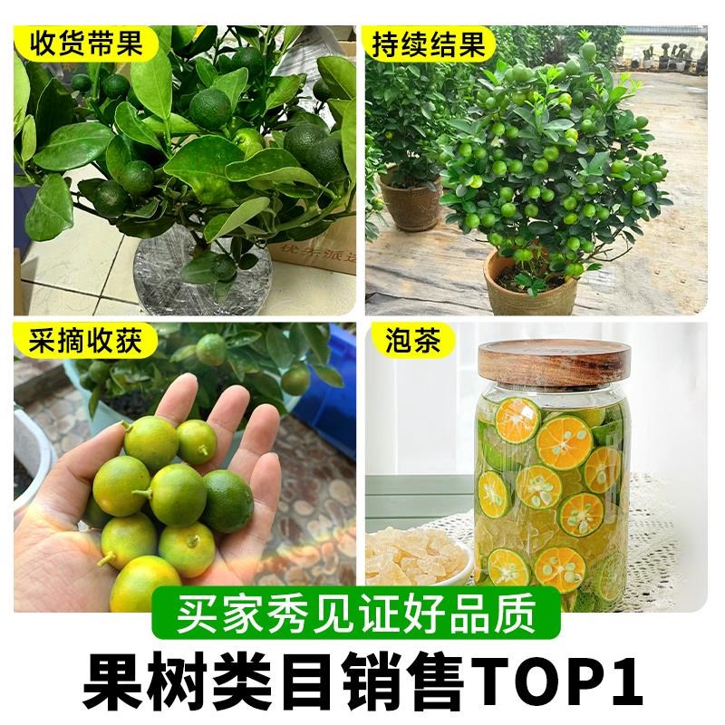 小青柠树苗海南小青桔金桔树香水柠檬树盆栽庭院阳台果树果苗