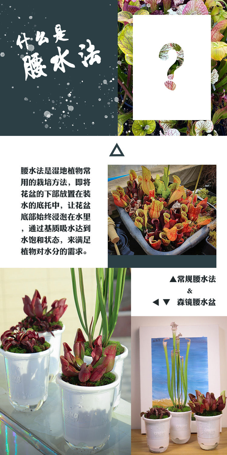 товар из китая 【-10℃以上可发货】食虫植物新手入门套餐捕蝇草茅膏菜瓶子草