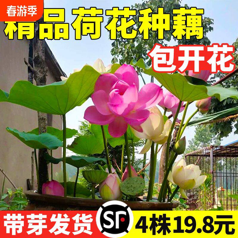 荷花盆栽水养观赏莲花种根四季水培植物池塘睡莲花卉碗莲藕苗藕种