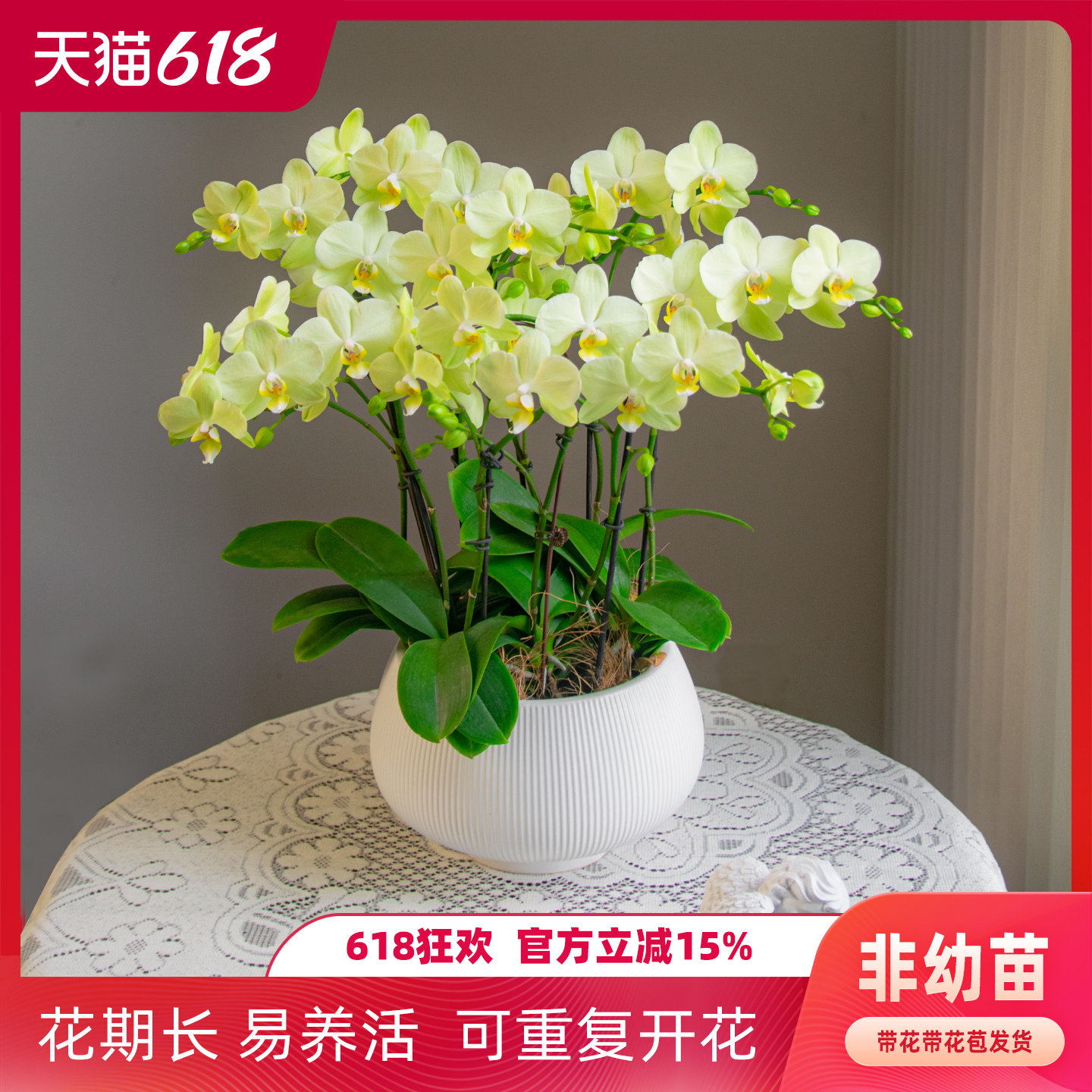 金色池塘欧苗蝴蝶兰盆栽带花带花苞客厅花卉开业乔迁鲜花节日