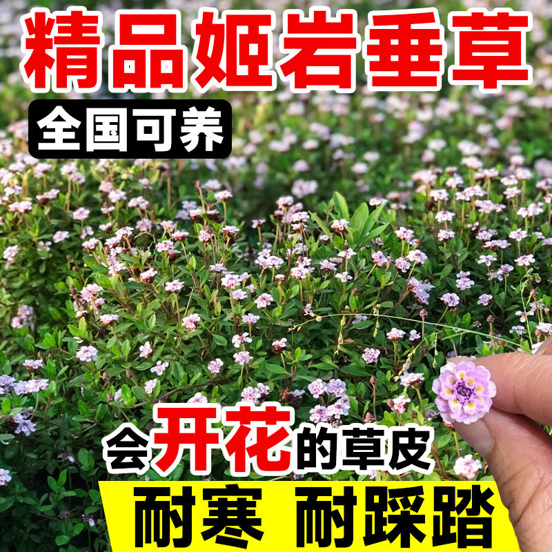 草坪真草皮姬岩垂草盆栽庭院室外四季常青多年生绿化植物地毯