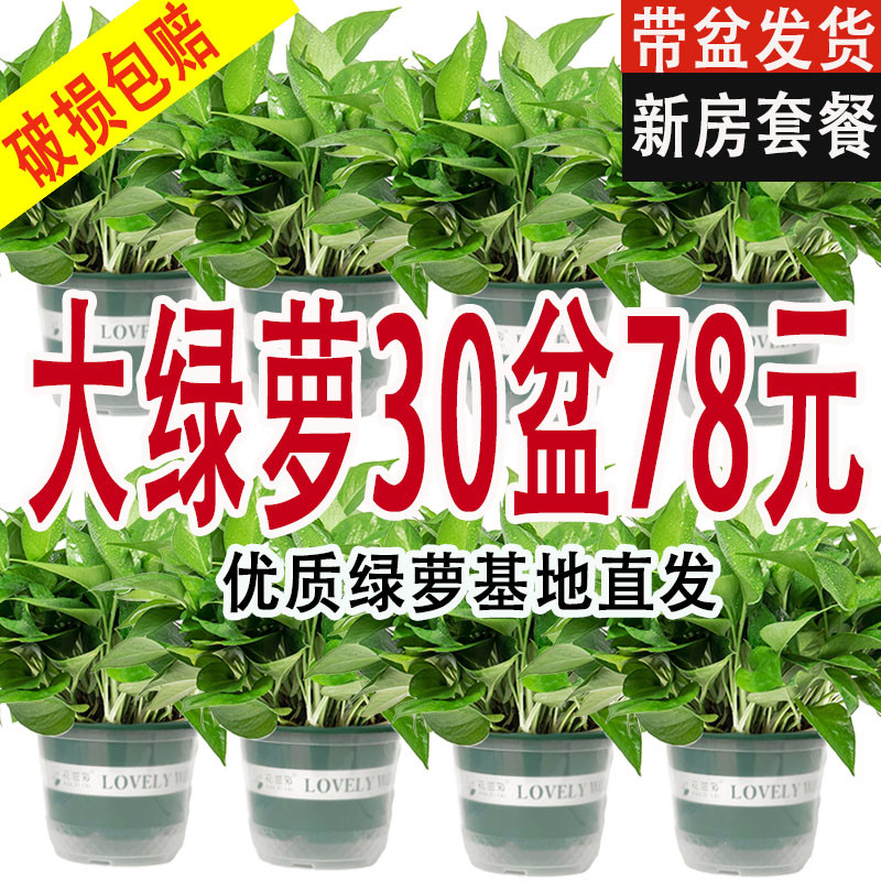 新房吸除甲醛绿萝盆栽室内植物净化空气绿植客厅大叶绿箩好养