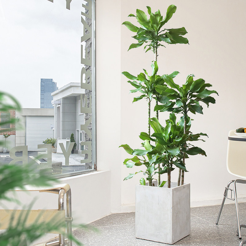螺纹铁植物大盆栽轻奢室内大型落地绿植客厅开业乔迁绿色好养真花