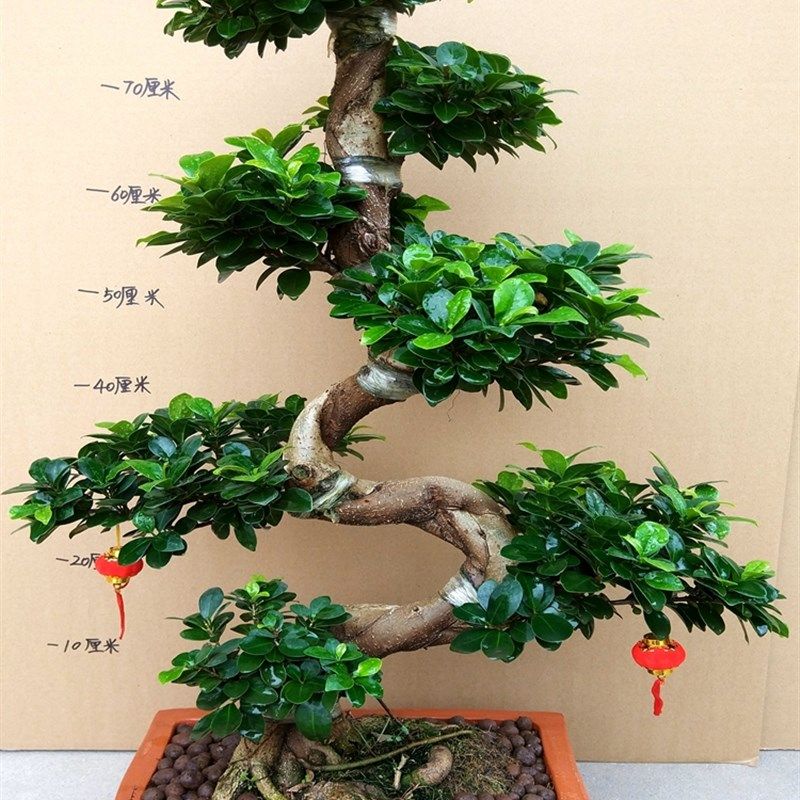 大型小叶榕树盆景植物气根树桩老桩造型室内客厅盆栽绿植四季常青